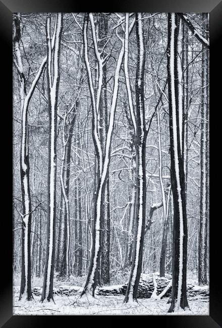 Woodland snow  Framed Print by Simon Johnson
