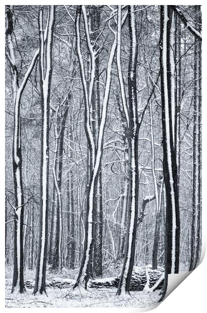 Woodland snow  Print by Simon Johnson