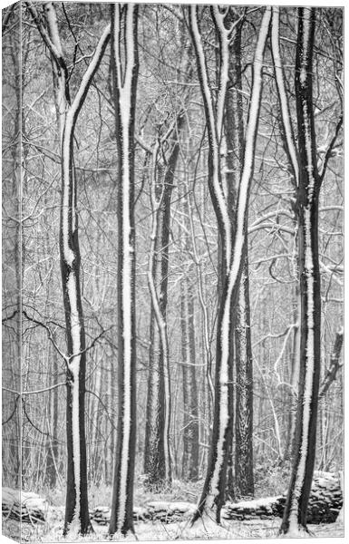 woodland architecture Canvas Print by Simon Johnson
