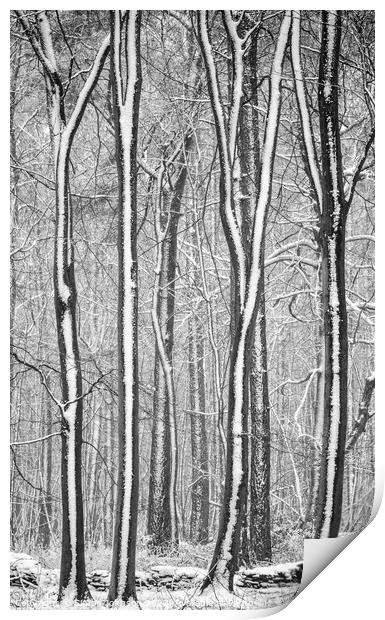 woodland architecture Print by Simon Johnson