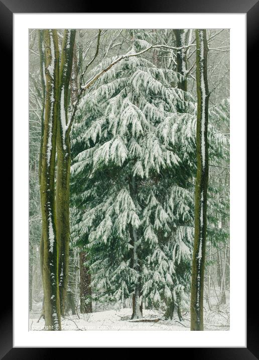 spring snow Framed Mounted Print by Simon Johnson