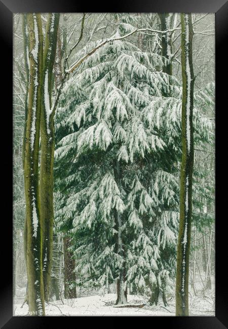 spring snow Framed Print by Simon Johnson