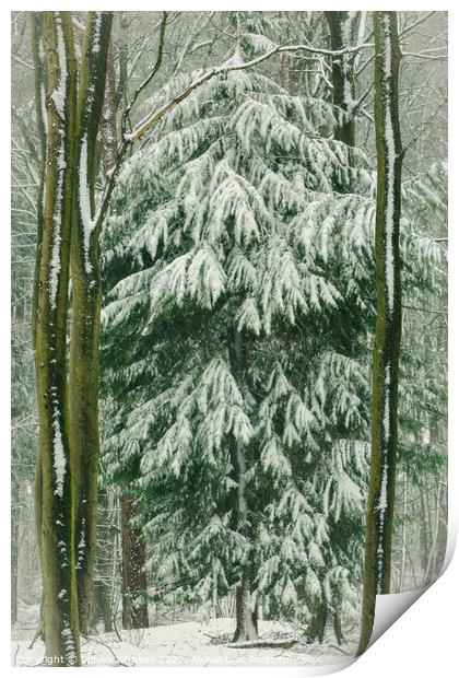 spring snow Print by Simon Johnson