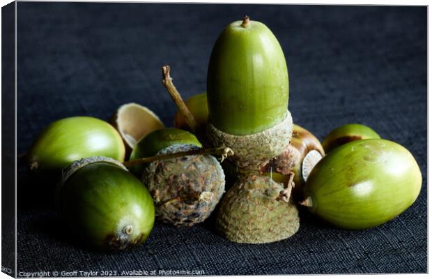 Out of little acorns Canvas Print by Geoff Taylor