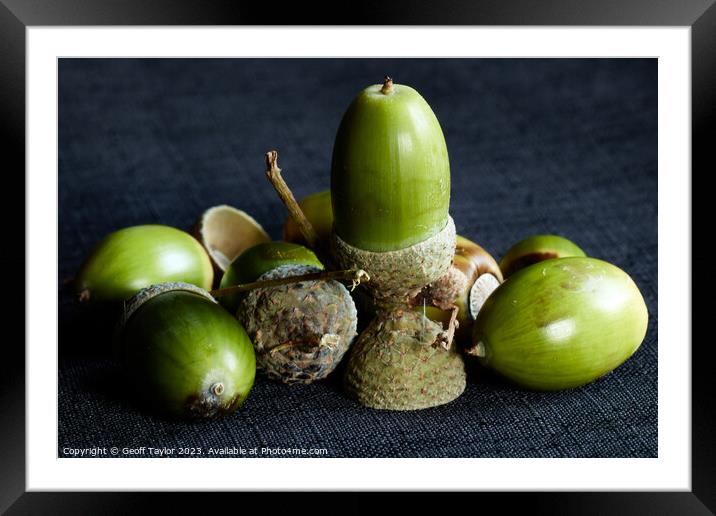 Out of little acorns Framed Mounted Print by Geoff Taylor