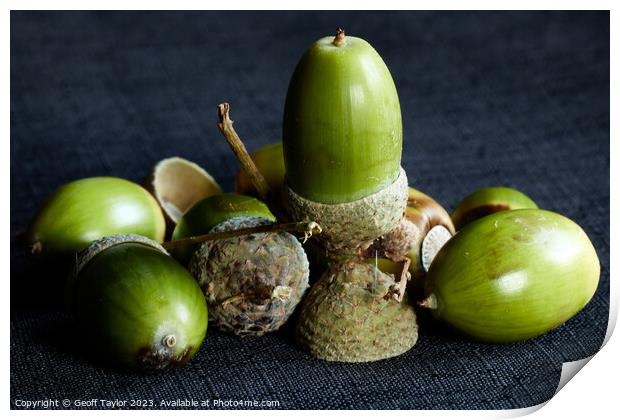 Out of little acorns Print by Geoff Taylor