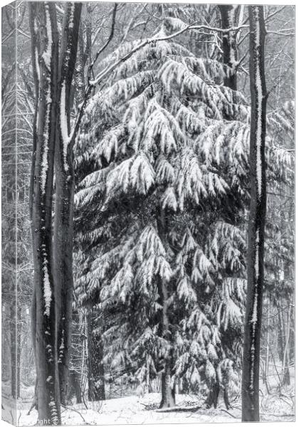 woodland snow on monochrome  Canvas Print by Simon Johnson