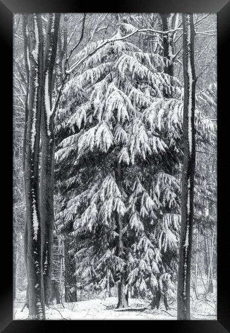 woodland snow on monochrome  Framed Print by Simon Johnson