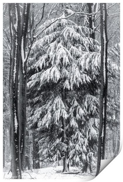woodland snow on monochrome  Print by Simon Johnson
