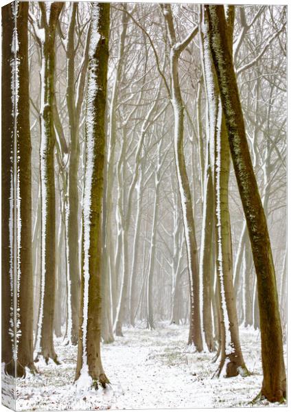 Winter woodland  Canvas Print by Simon Johnson