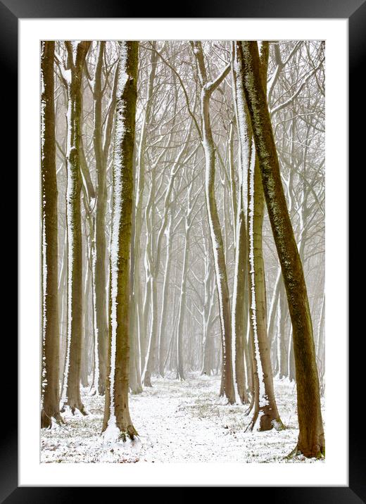 Winter woodland  Framed Mounted Print by Simon Johnson