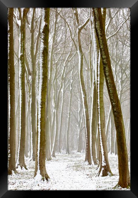 Winter woodland  Framed Print by Simon Johnson