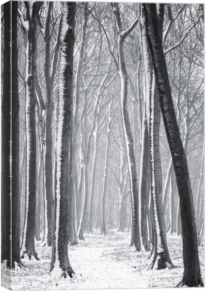 Winter woodland  Canvas Print by Simon Johnson