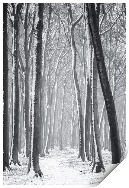 Winter woodland  Print by Simon Johnson