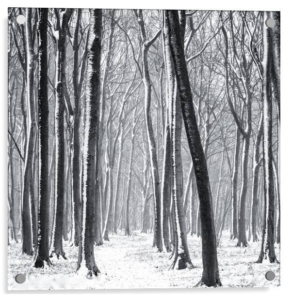 Snowy Woodland Path Acrylic by Simon Johnson