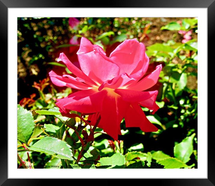 Sunlit pink rose Framed Mounted Print by Stephanie Moore