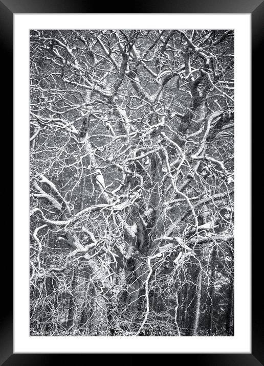 Frosted  tree  Framed Mounted Print by Simon Johnson