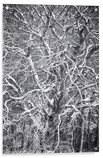 Frosted  tree  Acrylic by Simon Johnson