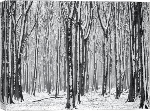 winter woodland  Canvas Print by Simon Johnson