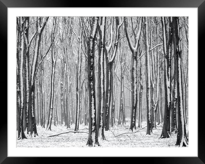 winter woodland  Framed Mounted Print by Simon Johnson