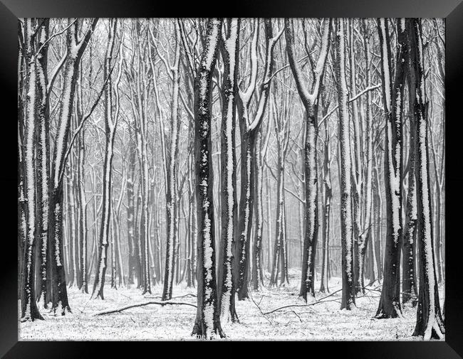 winter woodland  Framed Print by Simon Johnson