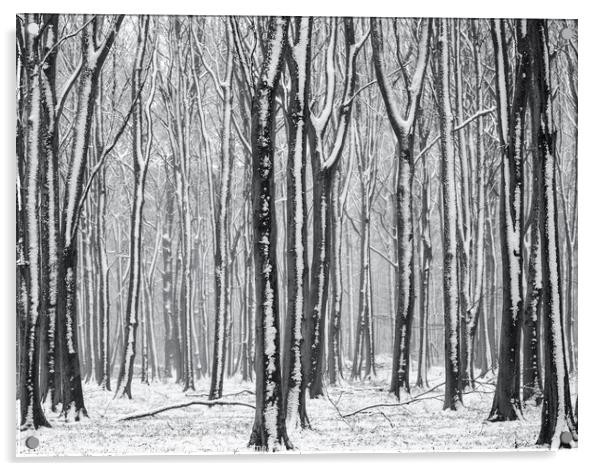 winter woodland  Acrylic by Simon Johnson