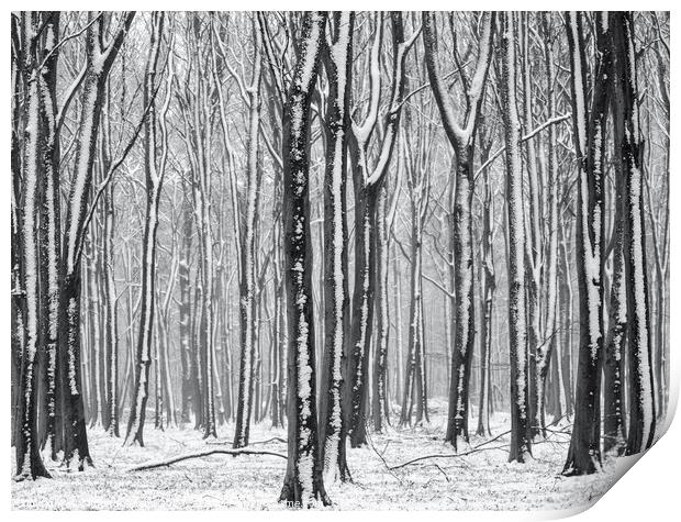 winter woodland  Print by Simon Johnson