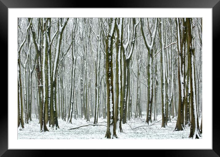 Winter Woodland  Framed Mounted Print by Simon Johnson