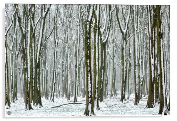Winter Woodland  Acrylic by Simon Johnson