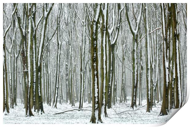 Winter Woodland  Print by Simon Johnson