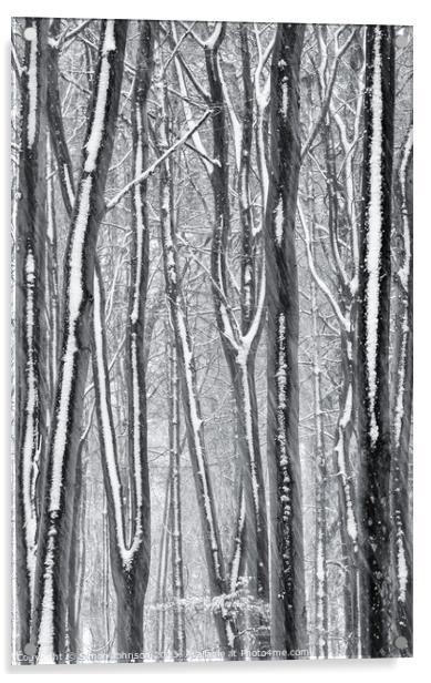Frosted trees Acrylic by Simon Johnson