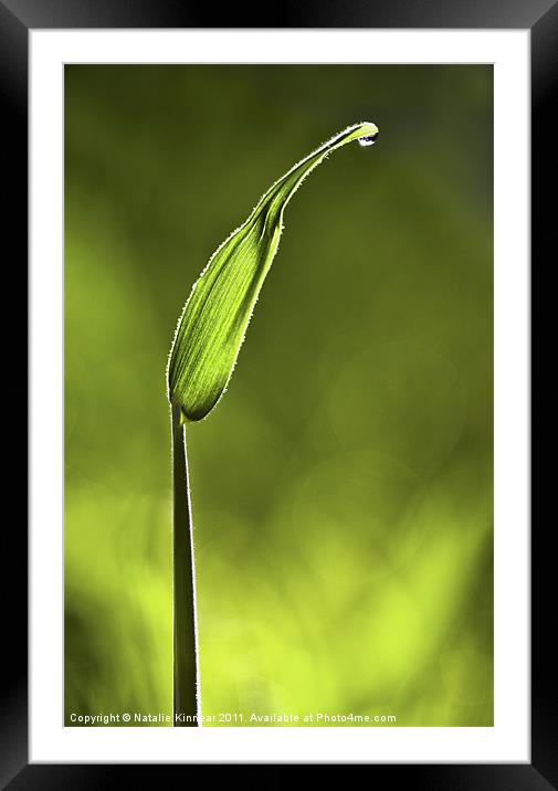Sunlit Grass and Dew Drop Framed Mounted Print by Natalie Kinnear