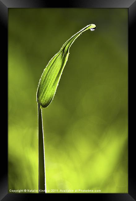 Sunlit Grass and Dew Drop Framed Print by Natalie Kinnear