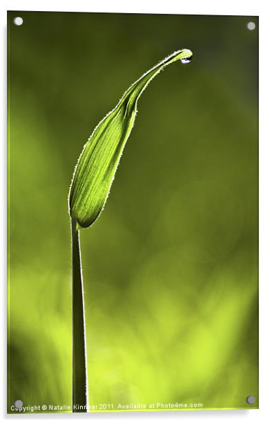 Sunlit Grass and Dew Drop Acrylic by Natalie Kinnear