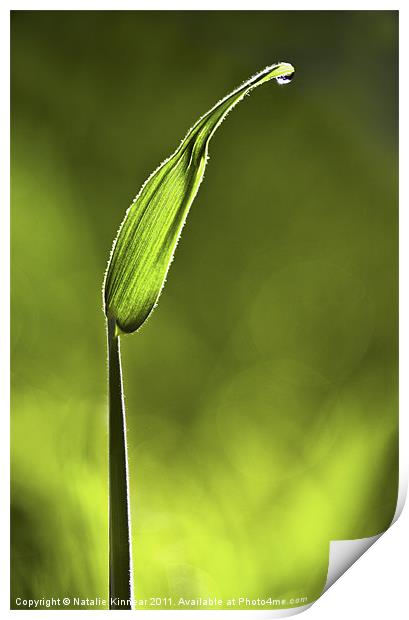 Sunlit Grass and Dew Drop Print by Natalie Kinnear