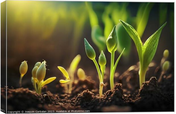 A wild yellow flower blooms in a lush green field, symbolizing t Canvas Print by Joaquin Corbalan