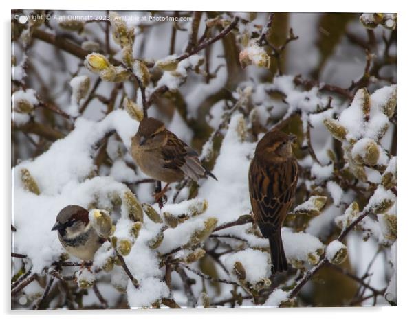 House Sparrow - Passer domesticus Acrylic by Alan Dunnett
