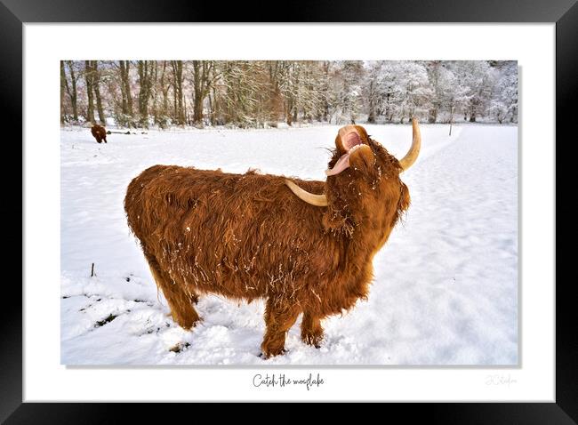 Highland cow trying to catch  snowflakes Framed Print by JC studios LRPS ARPS