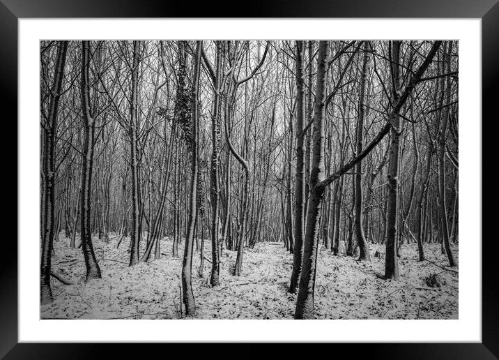 Chestnut Woods Framed Mounted Print by David Tinsley