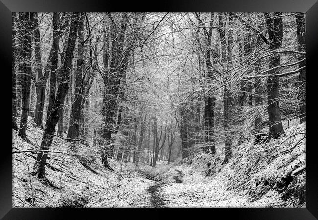 Winter Woodland No1 Framed Print by David Tinsley