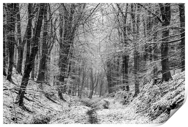 Winter Woodland No1 Print by David Tinsley