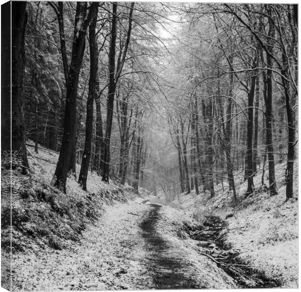 Winter Woodland Walk No2 Canvas Print by David Tinsley