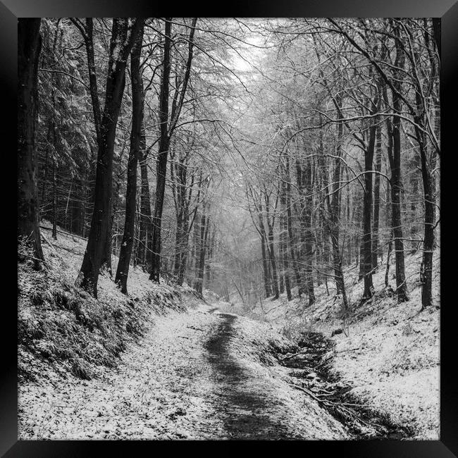 Winter Woodland Walk No2 Framed Print by David Tinsley