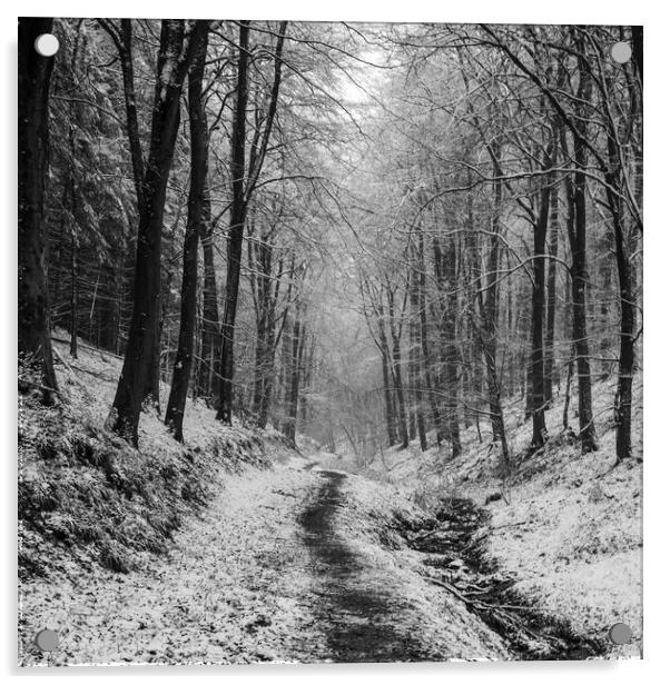 Winter Woodland Walk No2 Acrylic by David Tinsley