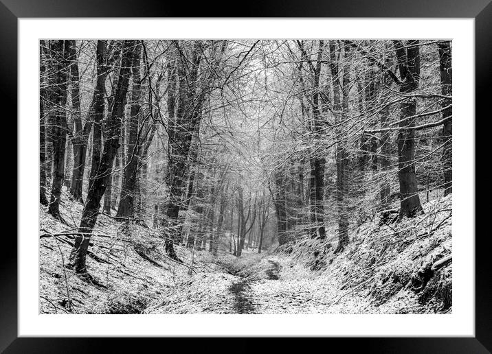 Winter Woodland No 1 Framed Mounted Print by David Tinsley