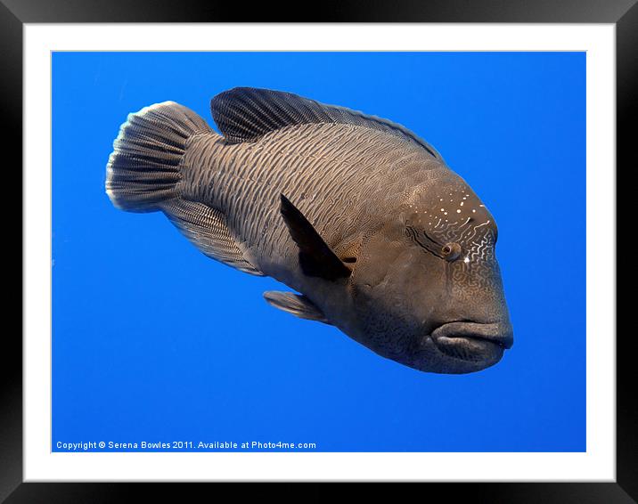 Napoleon Wrasse Fish Underwater Framed Mounted Print by Serena Bowles