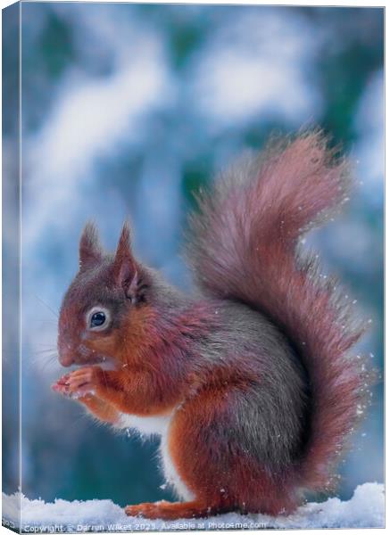 The Resilient Red Squirrel Canvas Print by Darren Wilkes