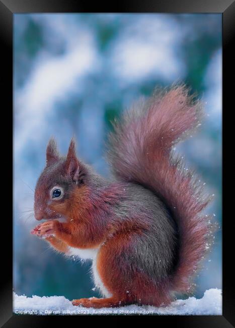 The Resilient Red Squirrel Framed Print by Darren Wilkes