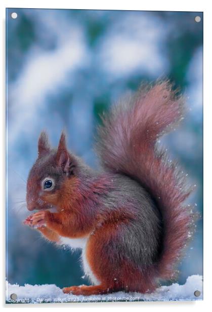 The Resilient Red Squirrel Acrylic by Darren Wilkes