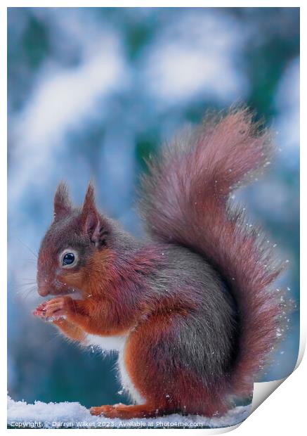 The Resilient Red Squirrel Print by Darren Wilkes
